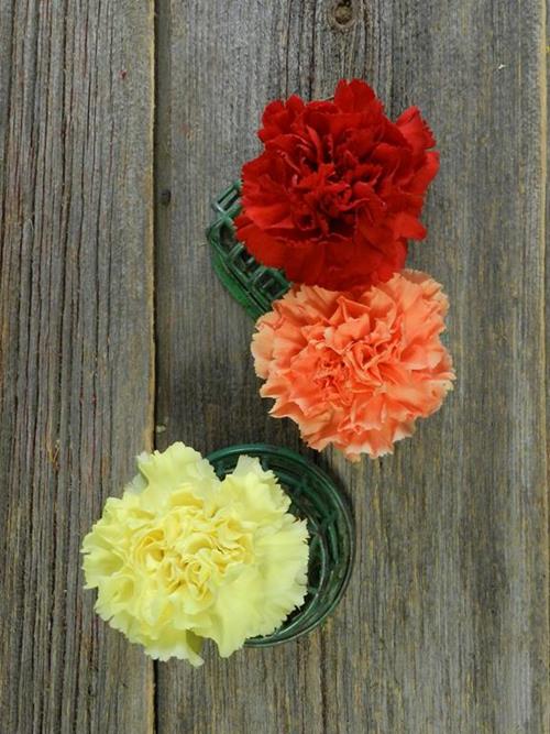FALL PACK - RED, ORANGE, & YELLOW  ASSORTED CARNATIONS